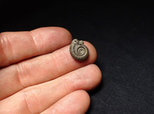 Load image into Gallery viewer, Crucilobiceras pyrite ammonite fossil (15 mm)
