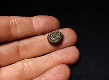 Load image into Gallery viewer, Crucilobiceras pyrite ammonite fossil (15 mm)
