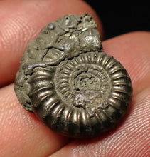 Load image into Gallery viewer, Crucilobiceras pyrite ammonite fossil (23 mm)
