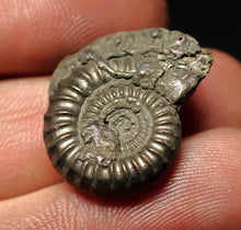 Load image into Gallery viewer, Crucilobiceras pyrite ammonite fossil (23 mm)
