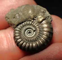 Load image into Gallery viewer, Crucilobiceras pyrite ammonite fossil (23 mm)
