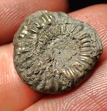Load image into Gallery viewer, Crucilobiceras pyrite ammonite fossil (18 mm)
