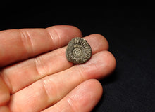 Load image into Gallery viewer, Crucilobiceras pyrite ammonite fossil (18 mm)
