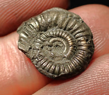 Load image into Gallery viewer, Crucilobiceras pyrite ammonite fossil (16 mm)
