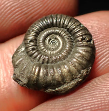 Load image into Gallery viewer, Crucilobiceras pyrite ammonite fossil (16 mm)
