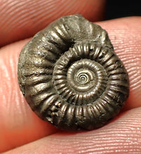 Load image into Gallery viewer, Crucilobiceras pyrite ammonite fossil (16 mm)

