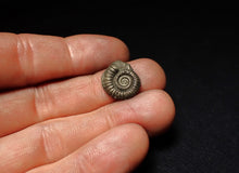 Load image into Gallery viewer, Crucilobiceras pyrite ammonite fossil (16 mm)
