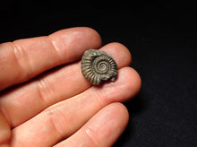 Load image into Gallery viewer, Crucilobiceras pyrite ammonite fossil (21 mm)
