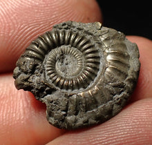 Load image into Gallery viewer, Crucilobiceras pyrite ammonite fossil (21 mm)
