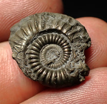 Load image into Gallery viewer, Crucilobiceras pyrite ammonite fossil (21 mm)
