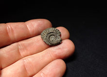 Load image into Gallery viewer, Crucilobiceras pyrite ammonite fossil (21 mm)
