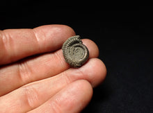 Load image into Gallery viewer, Echioceras pyrite ammonite fossil (20 mm)
