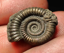 Load image into Gallery viewer, Echioceras pyrite ammonite fossil (20 mm)
