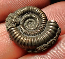 Load image into Gallery viewer, Echioceras pyrite ammonite fossil (20 mm)
