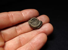 Load image into Gallery viewer, Echioceras pyrite ammonite fossil (20 mm)
