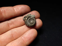 Load image into Gallery viewer, Crucilobiceras pyrite ammonite fossil (22 mm)
