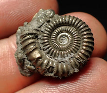 Load image into Gallery viewer, Crucilobiceras pyrite ammonite fossil (22 mm)
