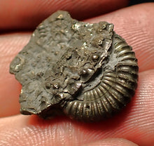 Load image into Gallery viewer, Crucilobiceras pyrite ammonite fossil (22 mm)
