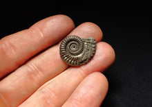Load image into Gallery viewer, Crucilobiceras pyrite ammonite fossil (23 mm)
