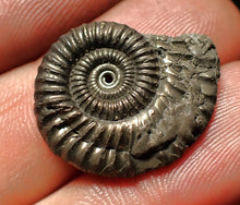 Load image into Gallery viewer, Crucilobiceras pyrite ammonite fossil (23 mm)
