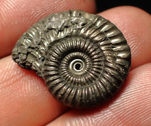 Load image into Gallery viewer, Crucilobiceras pyrite ammonite fossil (23 mm)
