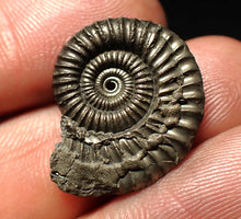 Load image into Gallery viewer, Crucilobiceras pyrite ammonite fossil (23 mm)
