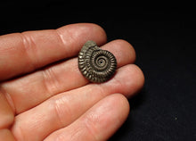 Load image into Gallery viewer, Crucilobiceras pyrite ammonite fossil (23 mm)

