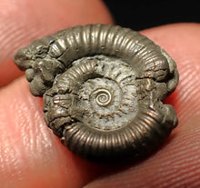 Load image into Gallery viewer, Crucilobiceras pyrite ammonite fossil (17 mm)
