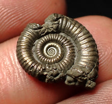 Load image into Gallery viewer, Crucilobiceras pyrite ammonite fossil (17 mm)
