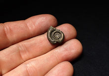 Load image into Gallery viewer, Crucilobiceras pyrite ammonite fossil (17 mm)
