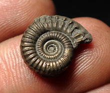 Load image into Gallery viewer, Crucilobiceras pyrite ammonite fossil (15 mm)
