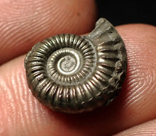 Load image into Gallery viewer, Crucilobiceras pyrite ammonite fossil (15 mm)
