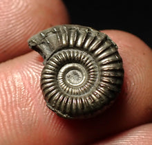 Load image into Gallery viewer, Crucilobiceras pyrite ammonite fossil (15 mm)
