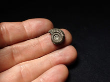 Load image into Gallery viewer, Crucilobiceras pyrite ammonite fossil (15 mm)
