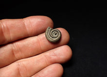 Load image into Gallery viewer, Crucilobiceras pyrite ammonite fossil (15 mm)
