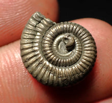 Load image into Gallery viewer, Crucilobiceras pyrite ammonite fossil (15 mm)
