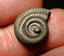 Load image into Gallery viewer, Crucilobiceras pyrite ammonite fossil (15 mm)
