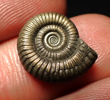 Load image into Gallery viewer, Crucilobiceras pyrite ammonite fossil (15 mm)
