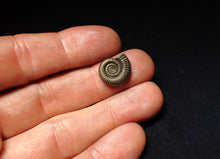 Load image into Gallery viewer, Crucilobiceras pyrite ammonite fossil (15 mm)
