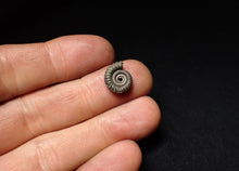 Load image into Gallery viewer, Crucilobiceras pyrite ammonite fossil (13 mm)
