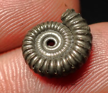Load image into Gallery viewer, Crucilobiceras pyrite ammonite fossil (13 mm)
