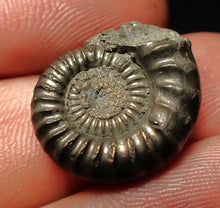 Load image into Gallery viewer, Crucilobiceras pyrite ammonite fossil (20 mm)
