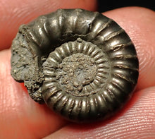 Load image into Gallery viewer, Crucilobiceras pyrite ammonite fossil (20 mm)
