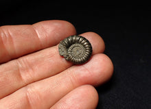 Load image into Gallery viewer, Crucilobiceras pyrite ammonite fossil (20 mm)
