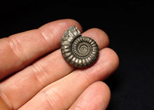 Load image into Gallery viewer, Crucilobiceras pyrite ammonite fossil (27 mm)
