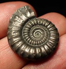 Load image into Gallery viewer, Crucilobiceras pyrite ammonite fossil (27 mm)
