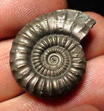 Load image into Gallery viewer, Crucilobiceras pyrite ammonite fossil (27 mm)
