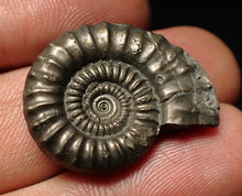 Load image into Gallery viewer, Crucilobiceras pyrite ammonite fossil (27 mm)
