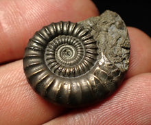 Load image into Gallery viewer, Crucilobiceras pyrite ammonite fossil (27 mm)
