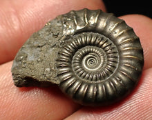 Load image into Gallery viewer, Crucilobiceras pyrite ammonite fossil (27 mm)
